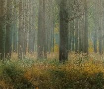 Historia-Envaplaster